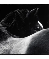 Pack de 2 Lienzo j/2 horse