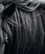 Pack de 2 Lienzo j/2 horse