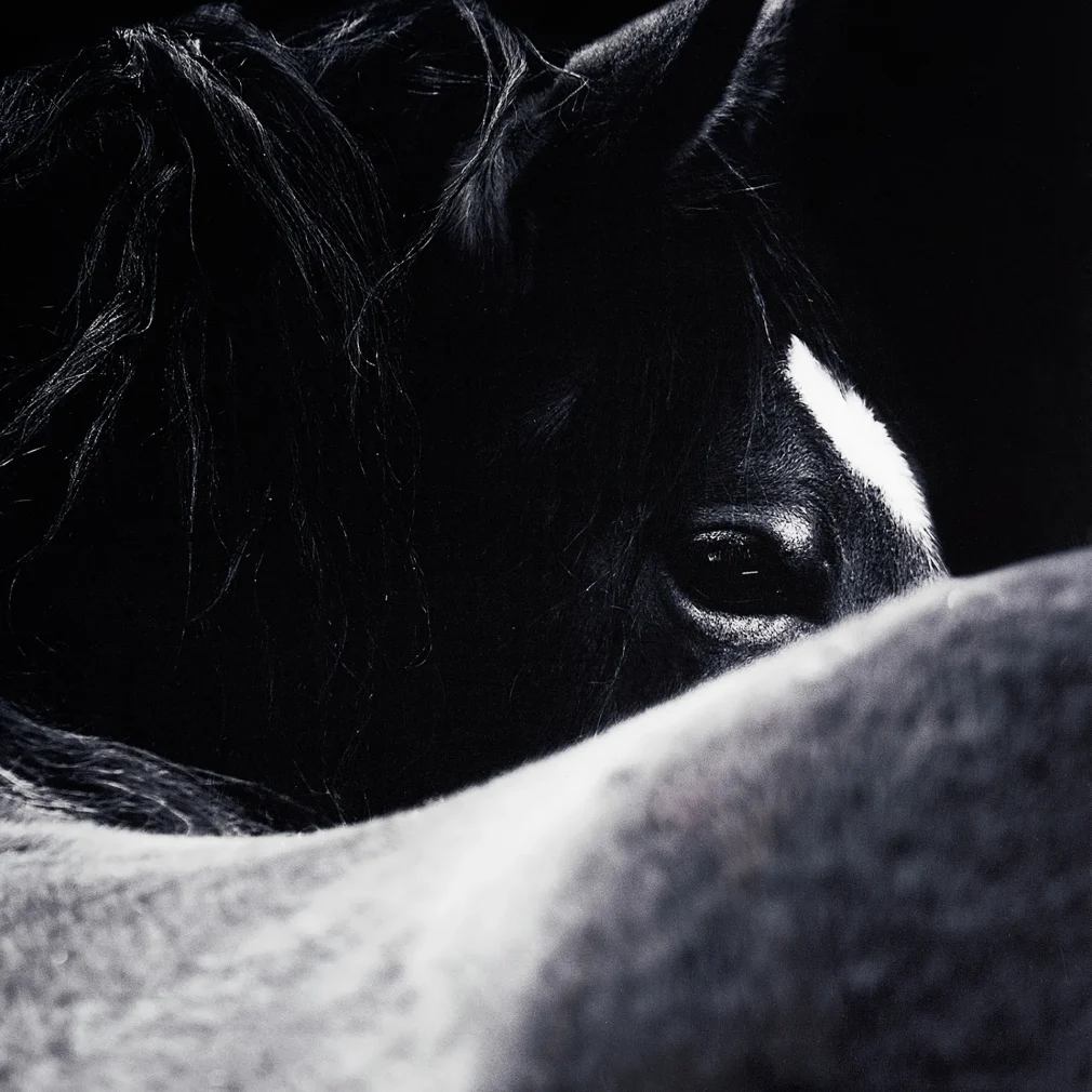 Pack de 2 Lienzo j/2 horse
